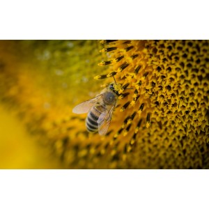🐝  Ruche Peuplée (avec abeilles) - dès 259 € | Jura Ain Saône