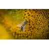 🐝  Ruche Peuplée (avec abeilles) - dès 259 € | Jura Ain Saône