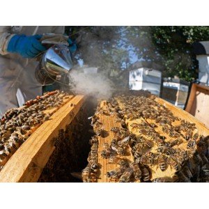 🐝 Essaim d'Abeilles Dadant -  dès 139 € | Jura Ain Saône