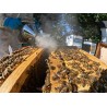 🐝 Essaim d'Abeilles Dadant -  dès 139 € | Jura Ain Saône