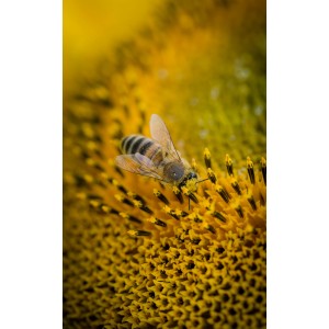 🐝 Essaim d'Abeilles Dadant -  dès 139 € | Jura Ain Saône