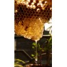 🐝 Essaim d'Abeilles Dadant -  dès 139 € | Jura Ain Saône