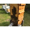 🐝 Essaim WARRÉ Buckfast - dès 139 € | Jura Ain Saône