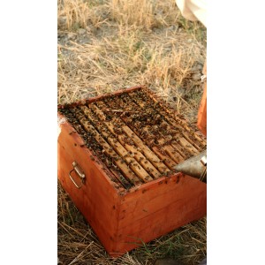 🐝  Ruche Peuplée (avec abeilles) - dès 259 € | Jura Ain Saône